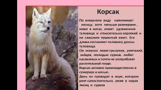 Корсак или степная лисица.