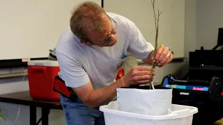 Ohio Pawpaw Conference 2023: Grafting Demo - Cleft Graft on Root Sucker