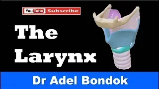 Anatomy of the Larynx (Cartilages, Membranes, Cavity, Muscles, Nerve & Blood Supply), Dr Adel Bondok