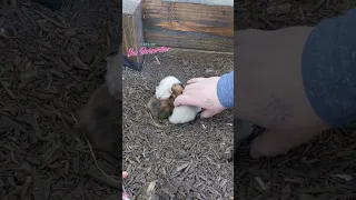 Mom Cat and Kittens Rescued