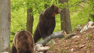 Život lesnej zveri vo Veľkej Fatre sledovali kamery