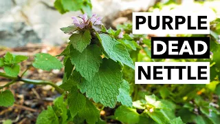 Wild Edibles with Sergei Boutenko: Purple Dead Nettle–Lamium Purpureum is a Type of Wild Mint