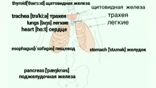 Внутренние органы человека на английском языке