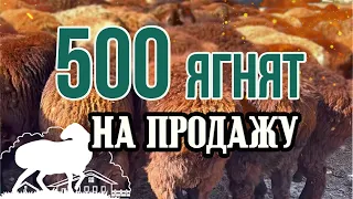 500 ягнят на продажу (☆tel. +7-985-124-44-04☆)