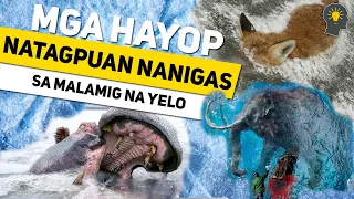 10 Hayop Natagpuan Nanigas sa Yelo (Extinct na hayop, Sinaunang hayop at iba pa)