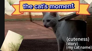 the cat's moment 🐈 | this is my old video that i found | hope you enjoy