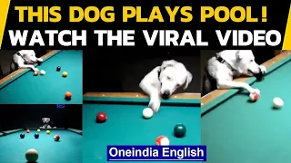 This dog can play pool even better than most of us, Watch the video if you don't believe | Oneindia