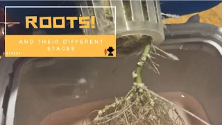 Roots: Different Stages of Root Growth - Featuring Hydroponic Pepper Plants - S19EP24