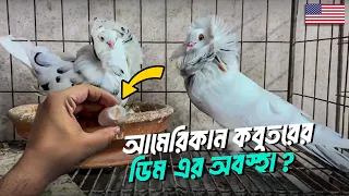 আমাদের আমেরিকান কবুতরের আপডেট কী ??