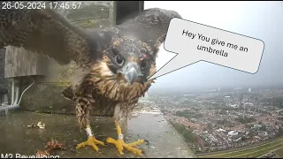 Tilburg peregrines. Hey you give me an umbrella 26-05-2024