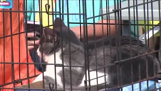 Outdoor adoption event helps animals find homes