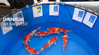 Trying to Buy New Koi Fish in Japan