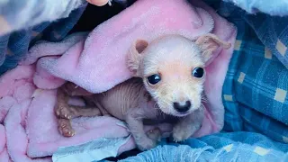 Tiniest only 1 pound puppy was dumped by his owner because deform legs and mange!