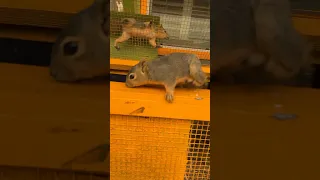 3 Wild & Free Kidz 🐿️🐿️🐿️ learning how to be Squirrels! 🐿️ 🐢🐢🐢