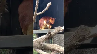 Kangaroo that lives on trees - Tree Kangaroo