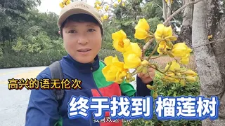 女人自驾到海南，终于找到榴莲树，高兴的语无伦次