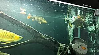 Goliath tiger fish attack!