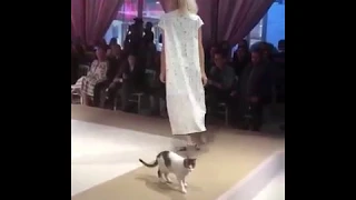 Cat on the catwalk | кошка на подиуме