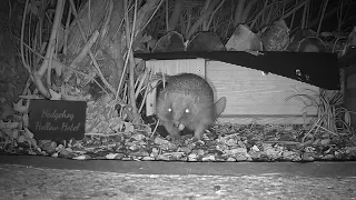 Hedgehog Hollow Morning Rush Hour