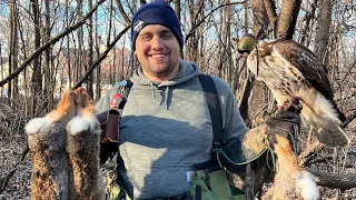 Falconer LIMITS OUT ON RABBITS with red-tailed hawk