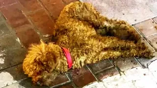 Sick teddy dog abandoned as garbage, try to raise head, But can't make a sound