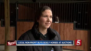 Two dozen horses rescued from Tennessee auction