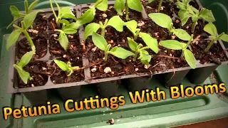 Propagating Petunia Cuttings in August and Overwintering Them (Part 1) Rooting Cuttings with Blooms