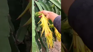 Pitayas farming techniques! G4835