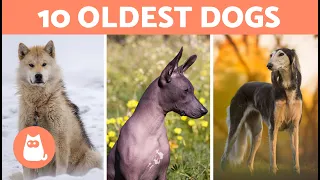 10 OLDEST DOG BREEDS in the World 🐶 (Top 10 Oldest Breeds)