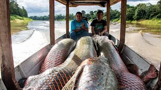 Amazon River's Biggest Fish || Arapaima Gigas Farming and Fishing || Processing Arapaima Gigas