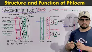 Transport of food in Plants: Structure and functions of phloem