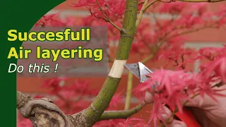 How to succesfully air layer trees | Two tips to avoid failure and explained on a Japanese Maple