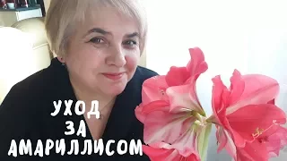 Правильный уход за амариллисом. Мои цветы. Мой опыт.