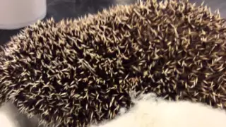Hedgehog hissing