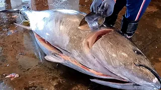 Amazing Bluefin Tuna Cutter