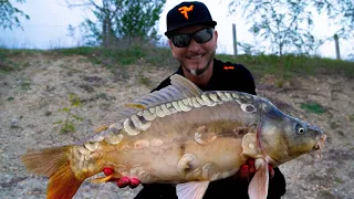 FEEDERMANIA-Villantó tavi method horgászat. 120 kg+ Ponty fél nap alatt.