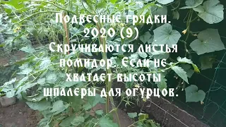 Подвесные грядки. 2020 (9). Скручиваются листья помидор. Не хватает высоты шпалеры для огурцов.