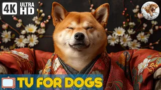 8 Hours of TV For Dogs 🐶 Relax Bored Dogs Music | 4K Dog TV Make Dogs Merrier | Reduce Stress Music