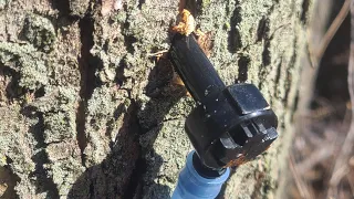 Tapping Maple trees for Syrup 2022