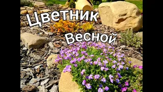 Первое цветение/Обзор цветников/ Альпийские растения/ Весна/Деревня/#деревня  #flowers #весна #обзор