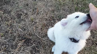 Training working dogs | Maremma puppies at 9 weeks