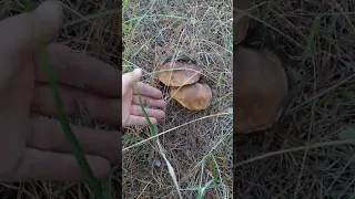 грибы на Кинбурнской косе
