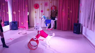 дрессированные собачки на праздник артисты цирка