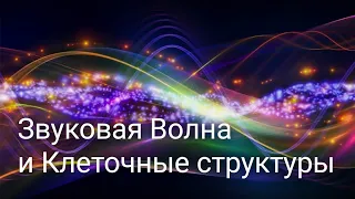 Звуковая волна и клеточные структуры ⚛️ Прямой Эфир Ирина Подзорова и Екатерина Гаряева