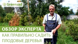 Как правильно сажать плодовые деревья