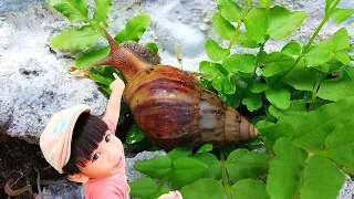 WOW! There are Cute Albino Snail Shells [Snail & Hermit crabs]