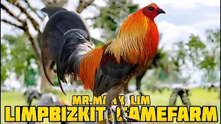 Let's Visit This Gamefarm: LIMPBIZKIT GAMEFARM | Gamefowl Showing | @Boyakz_Backyard