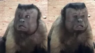 Video of monkey with ‘human face’ in Chinese zoo gets over 8m views