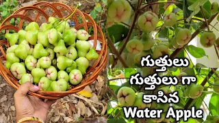 water apple plant | rose apple | water apple plant care and benefits | fruit plants at home