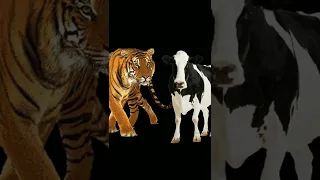 Tiger vs all animals #animal #lion #trend #shorts